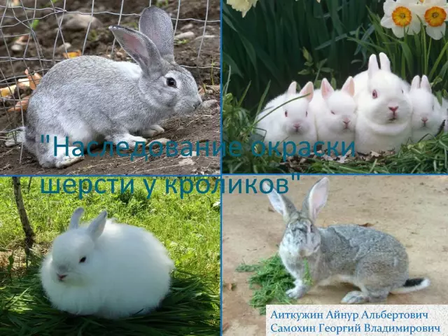 У Кроликов Едят бархатцы?