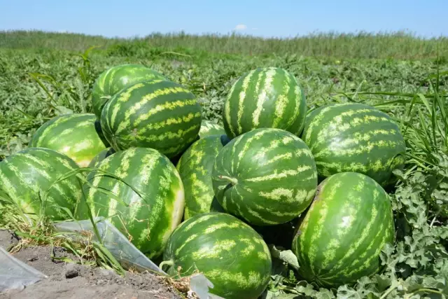 Созревают ли арбузы с лозы?