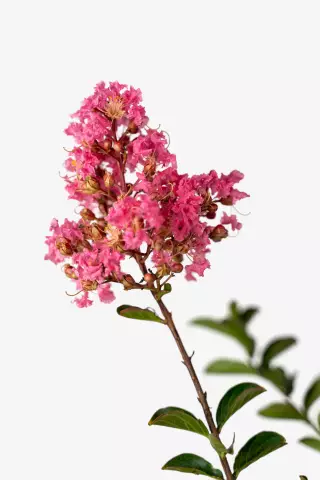 Гербицид, который убивает Crape Myrtle
