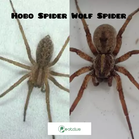 Hobo Spider против House Spider