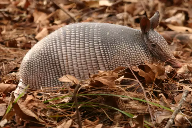 Самодельный револьвер от Armadillo