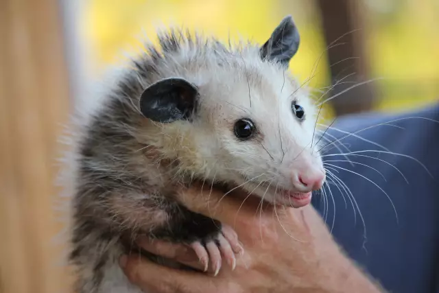 Самодельный отстойник Opossum
