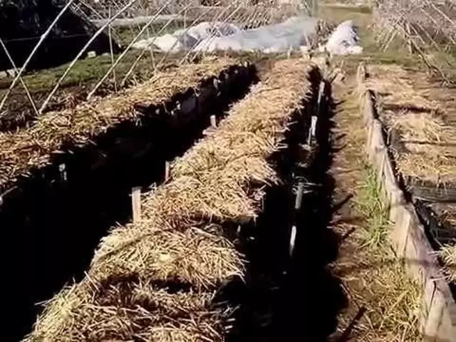 Как растения делают семена?