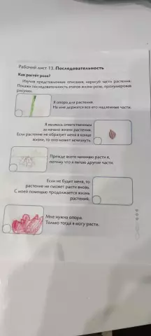 Как растет роза?