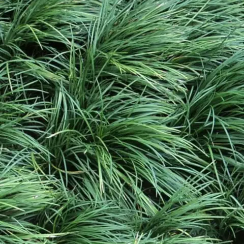 Как далеко вы сажаете Mondo Grass?