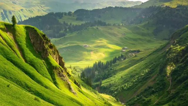 Как сжечь зеленую траву