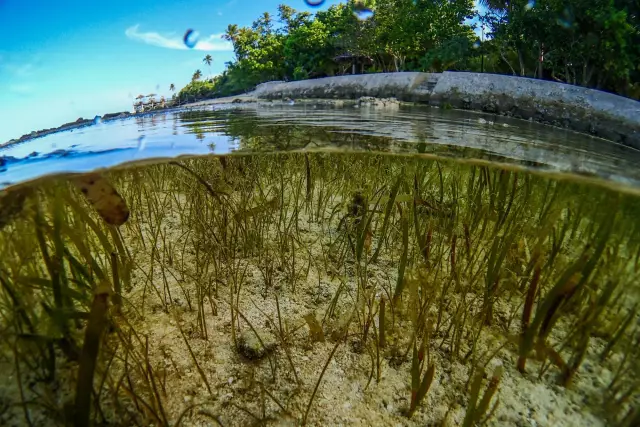 Как ухаживать за мебелью Seagrass