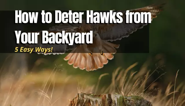 Как Deter Hawks From My Backyard Birds