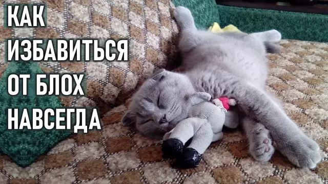 Как избавиться от земляных червей