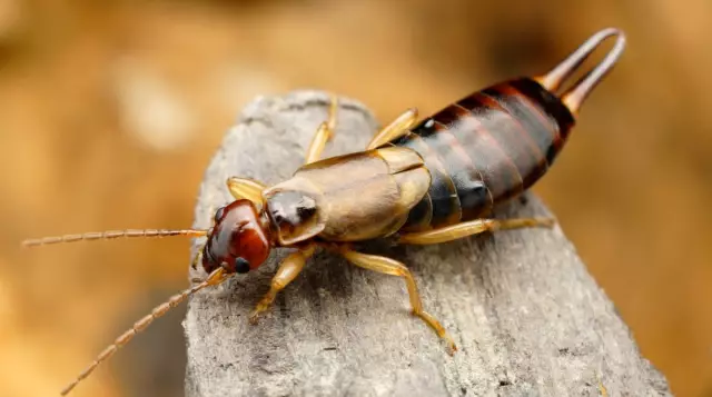 Как избавиться от Earwigs