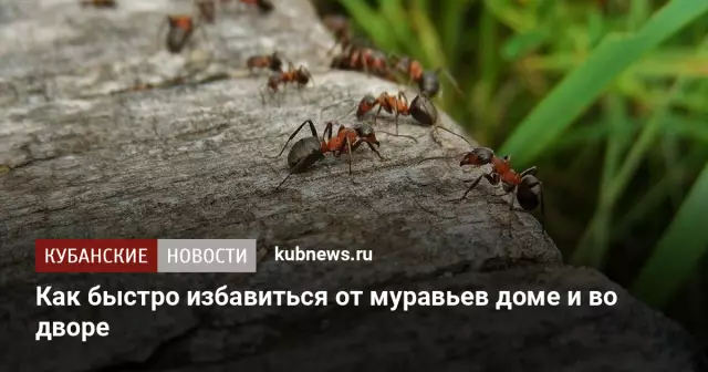 Как избавиться от комаров и муравьев