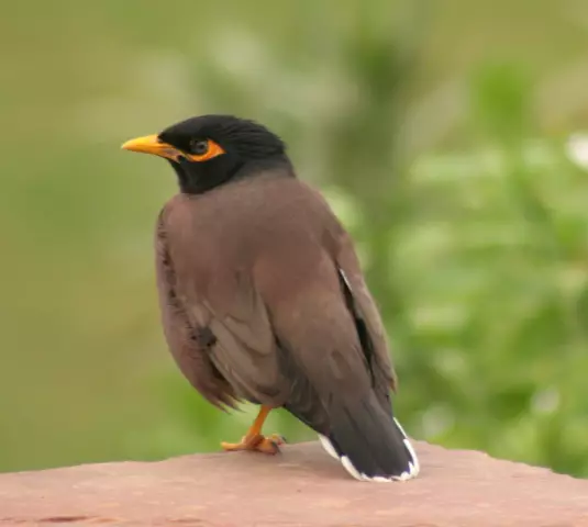 Как избавиться от птиц Mynah