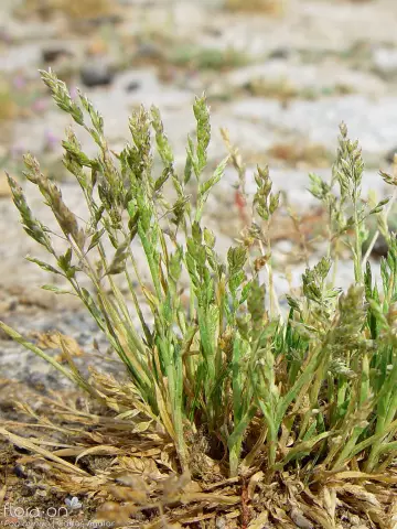 Как избавиться от Poa Annua Grass