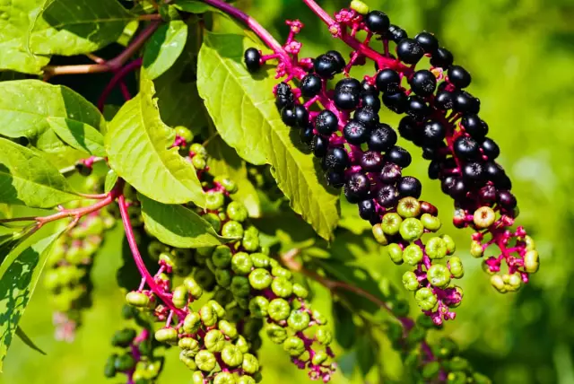 Как избавиться от Pokeweed