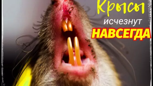 Как избавиться от крыс с фумигацией