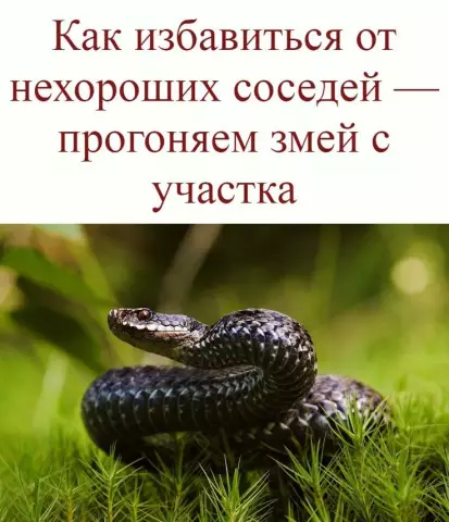 Как избавиться от змей в пруду