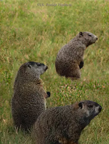 Как избавиться от Woodchucks