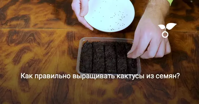 Как выращивать кактусы из семян