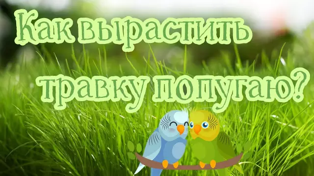 Как вырастить траву Mondo между асфальтоукладчиками