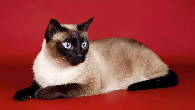 Как держать кошек с кофе