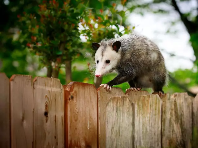 Как сохранить Opossums из двора