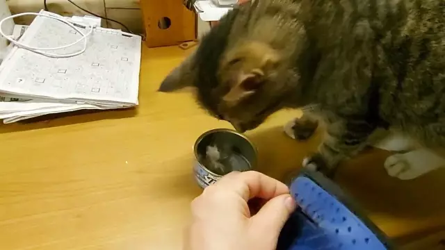 Как убивать мышей и крыс без запаха