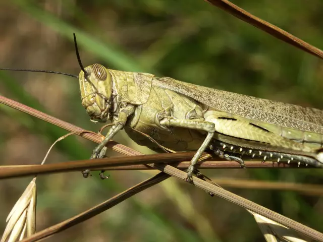 Как поднять косилки Grasshopper