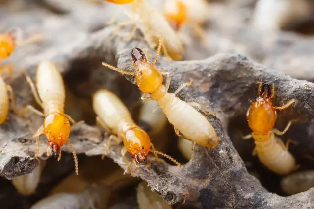 Как сделать Borema Termite Mix