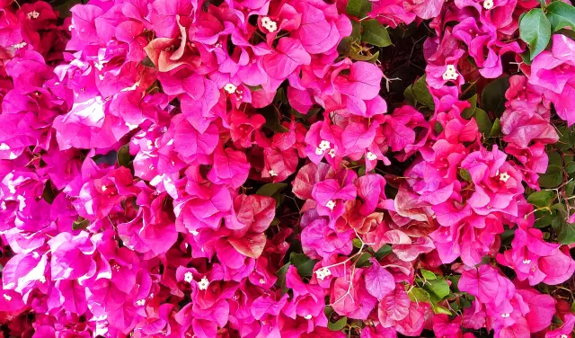 Как создать стандарт или дерево Bougainvillea