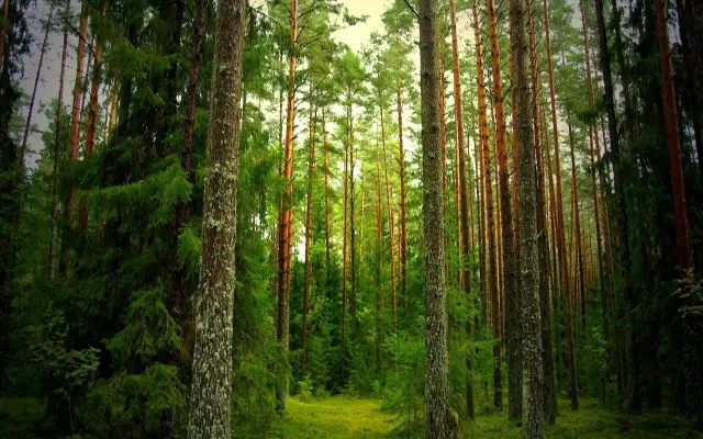 Как переделать сосна