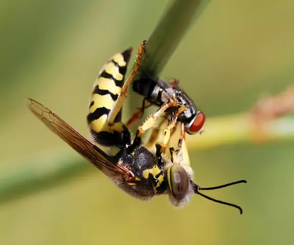 Как удалить гель Wasp