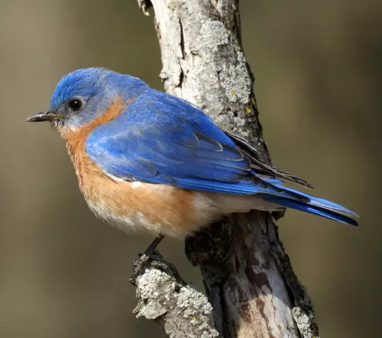 Как воробей-доказательство дома Bluebird