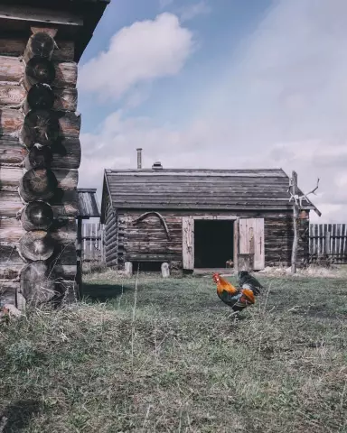 Как Ловить Лошадей Лошадей