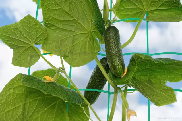 Как использовать продукты Miracle-Gro в гидропонике?