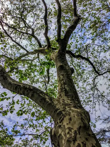 Является ли Дерево Sycamore хорошим для дров?