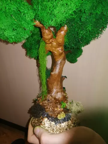 Дерево Arborvitae превращается в коричневый цвет изнутри