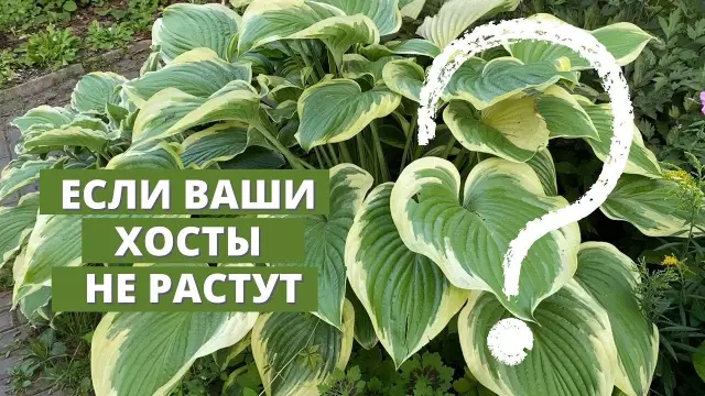Мои хосты не растут