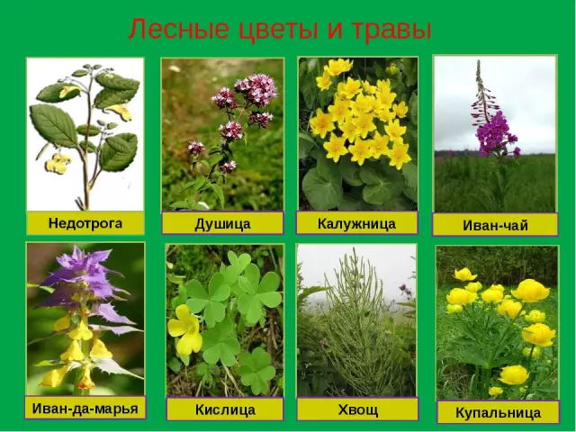 Названия высоких травы, которые растут вокруг озер
