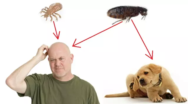 Природная блоха и тик