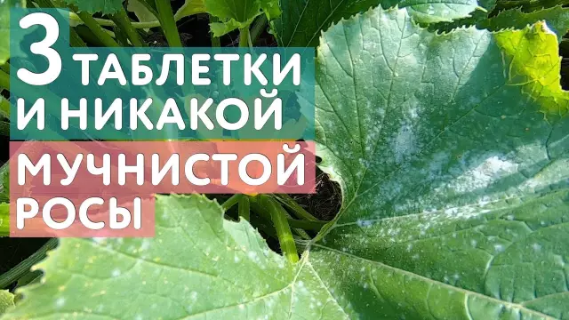 Органическое лечение порошковой мучнистой росы