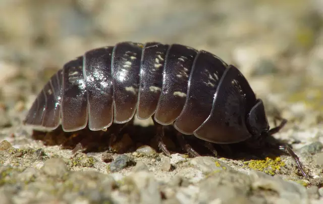 Жизненный цикл Pillbug