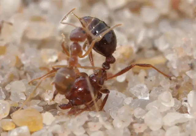 Red Ants Vs. Черные муравьи