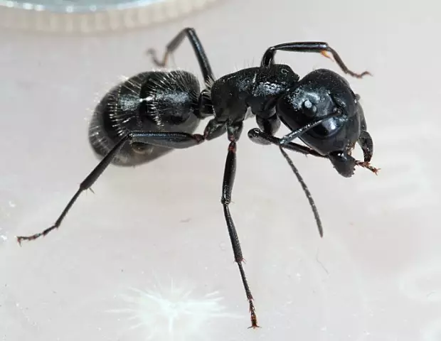 Крошечные черные муравьи, которые кусают