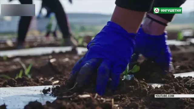 Советы по пересадке лужайки