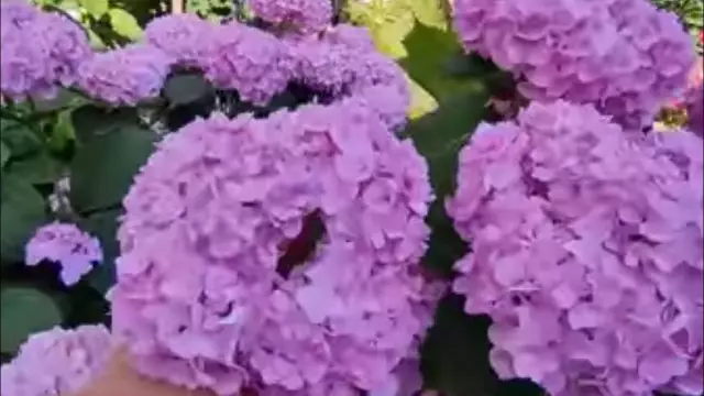 Использование для цветов серы