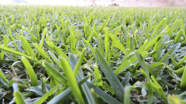 Какие адаптации необходимо использовать траву Buffalo Grass в новой среде?