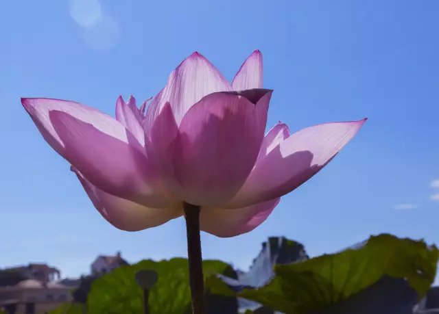 Что такое адаптация завода Lotus?