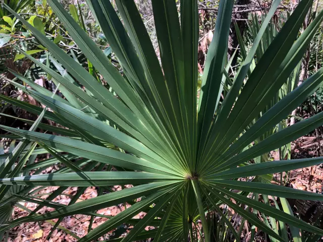 Что такое ошибки Palmetto?