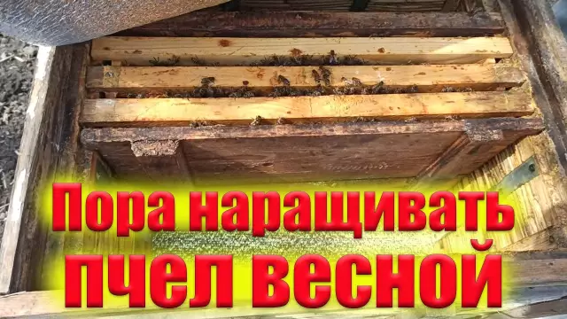 Что привлекает пчелиных пчел?