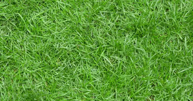 Что приводит к тому, что Zoysia Grass станет желтым?